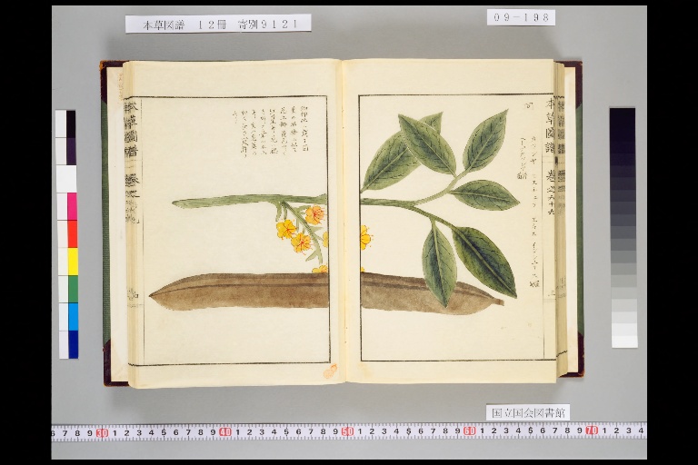 本草図譜 全6帙 全92冊+解説2冊・総索引 復刻版 ＋本草図譜総合