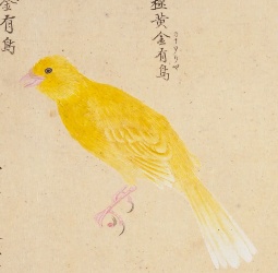 カナリア(金有鳥)