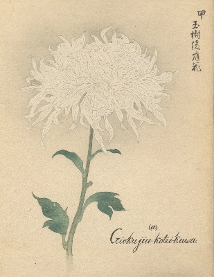 菊花明治撰 | NDLイメージバンク | 国立国会図書館 菊花明治撰 | NDLイメージバンク | 国立国会図書館