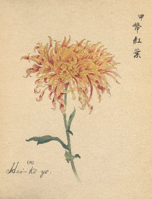 菊花明治撰 | NDLイメージバンク | 国立国会図書館 菊花明治撰 | NDLイメージバンク | 国立国会図書館