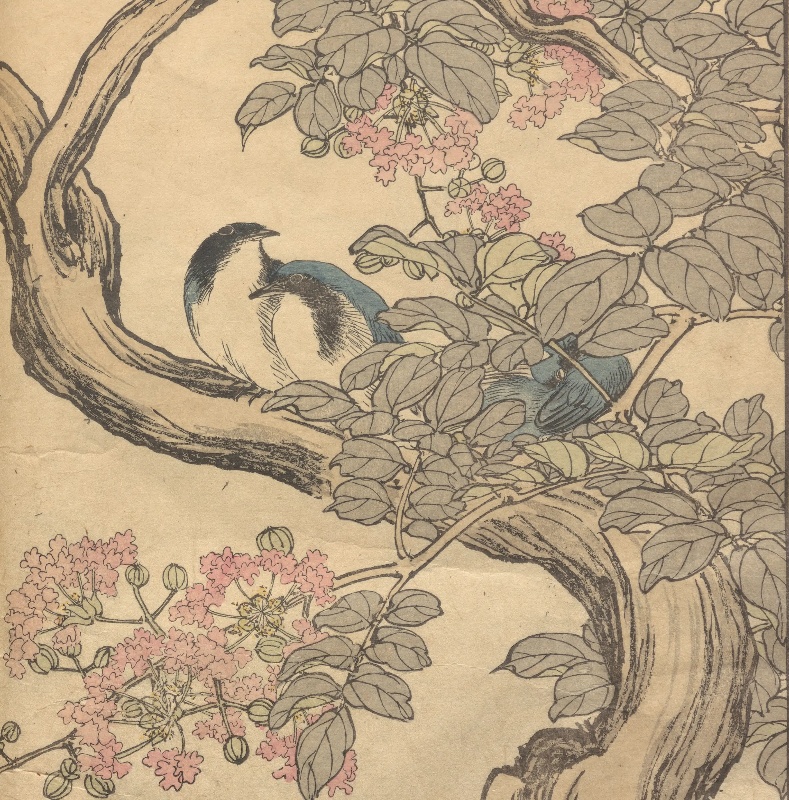 景年花鳥画譜』夏之部 | NDLイメージバンク | 国立国会図書館