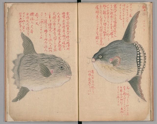 Rare Fish In Edo Period Japan Search