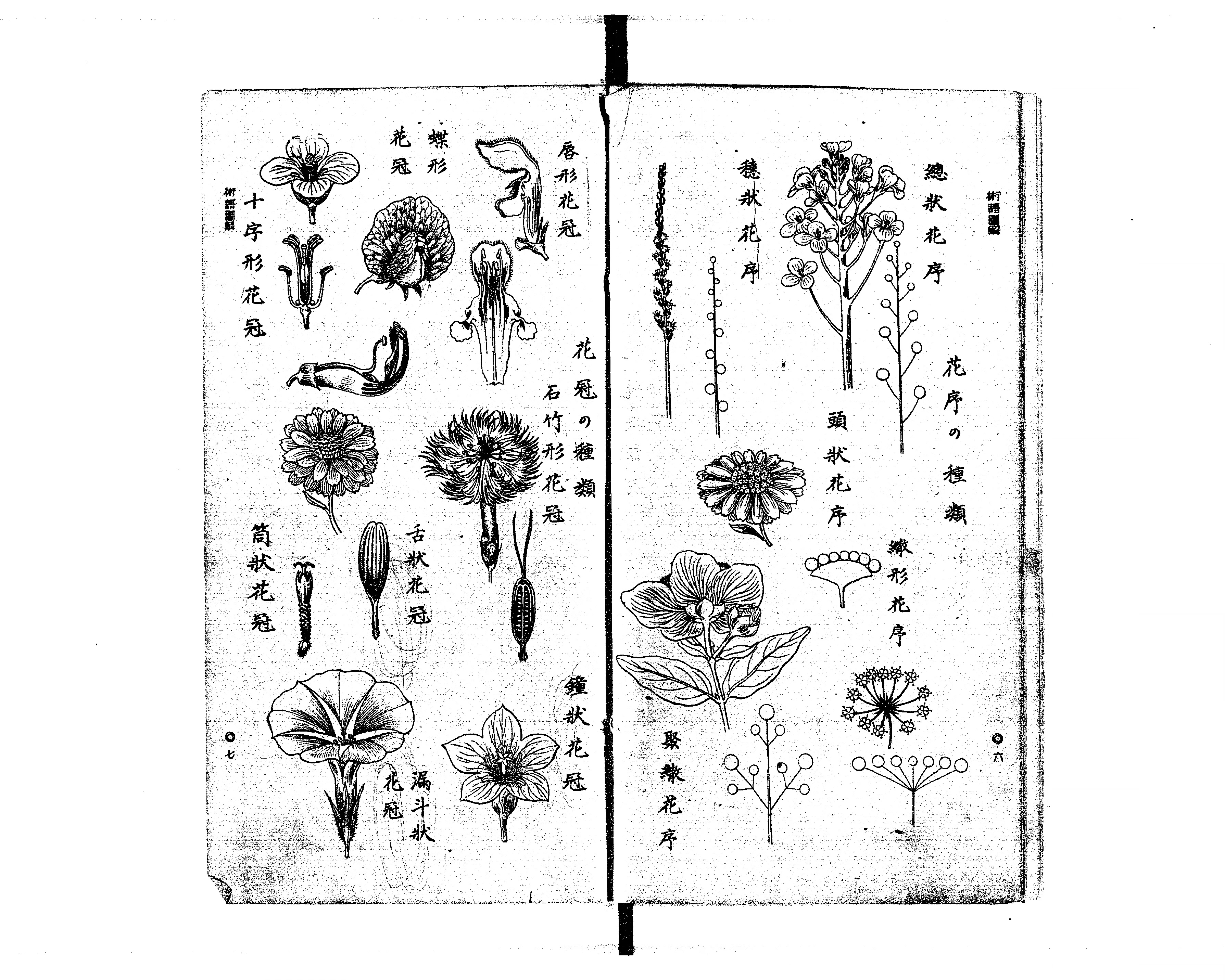 普通植物図解 : 実用新案 - Next Digital Library