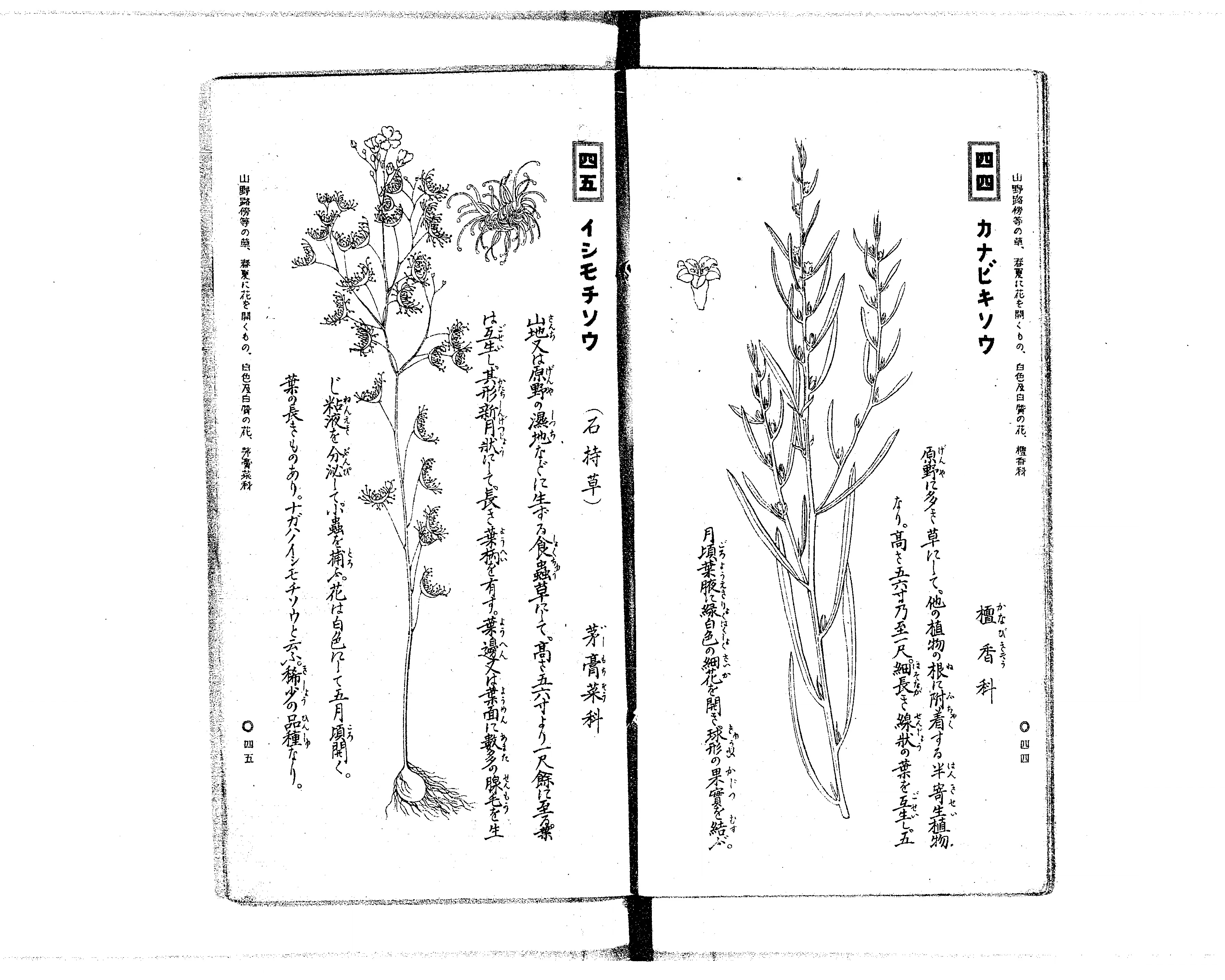 普通植物図解 : 実用新案 - Next Digital Library