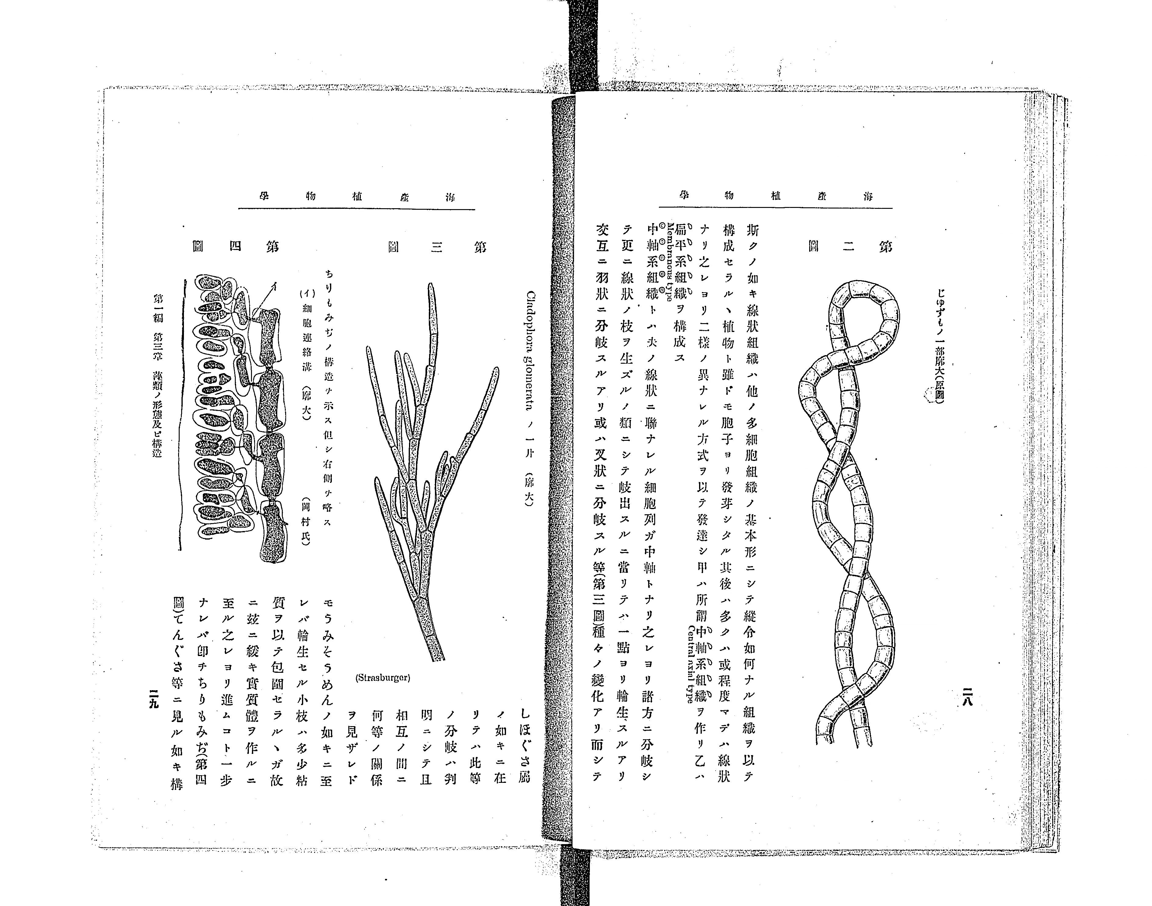 【2024福袋】 海産植物学 - Library Digital Next 科学