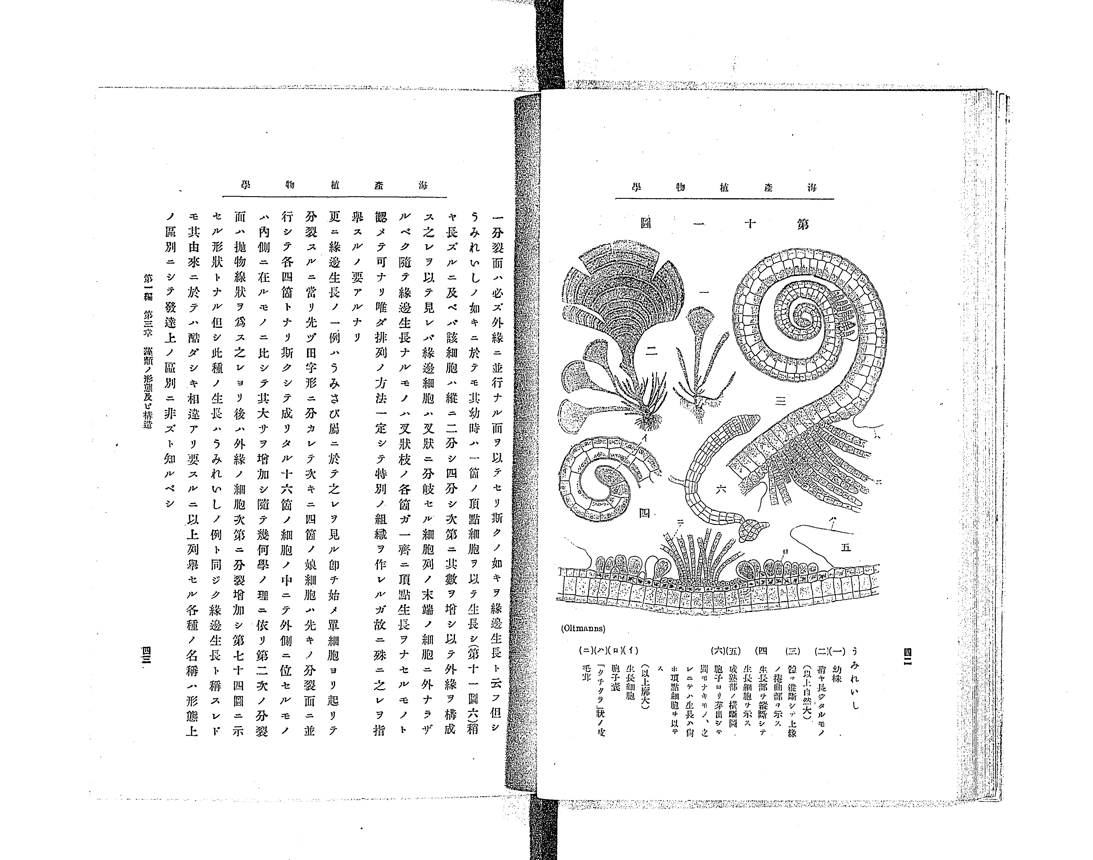 海外ファッションブランド通販サイト【公式】 海産植物学 - Library Digital Next 科学