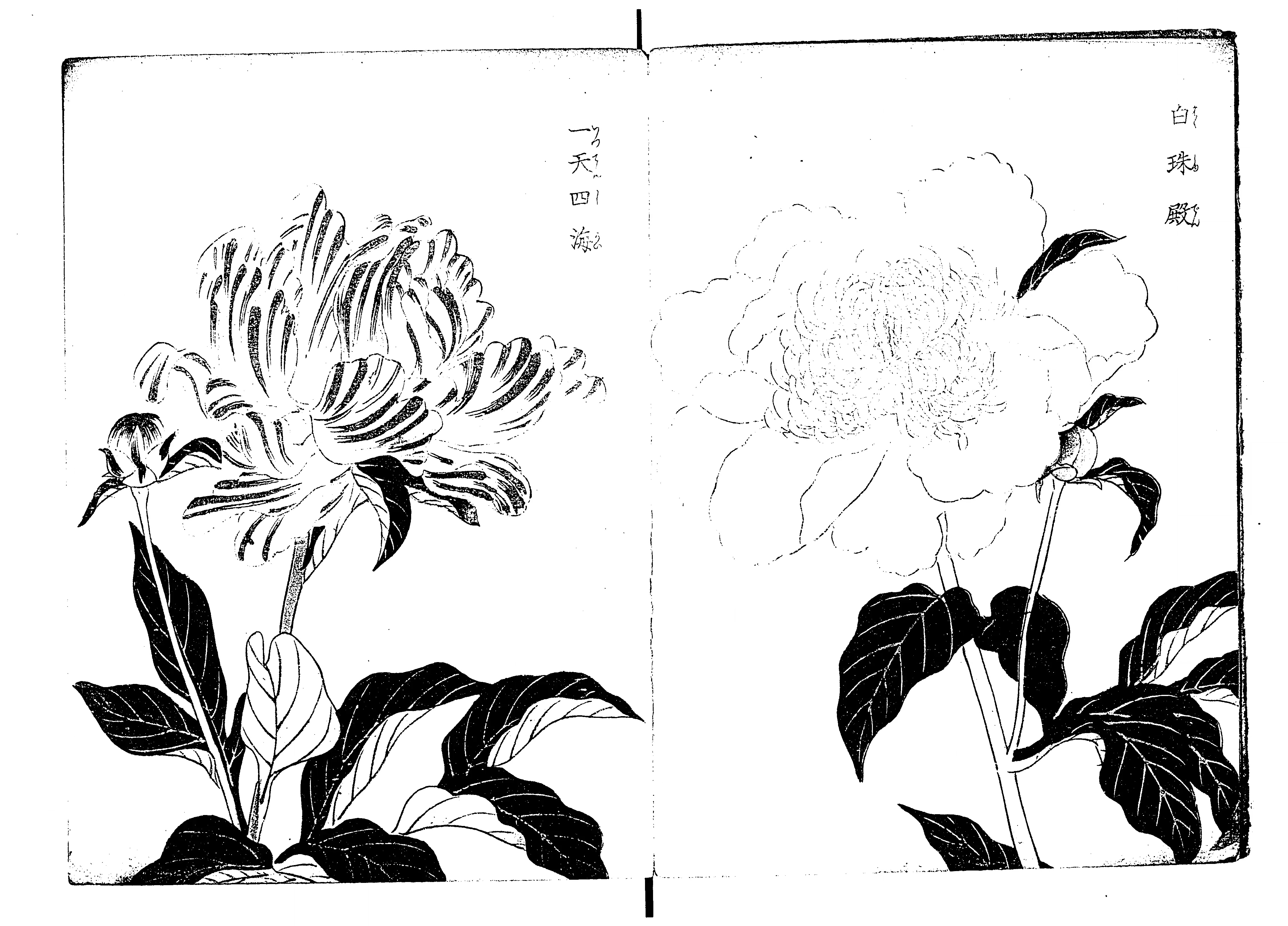 芍薬花譜 - Next Digital Library