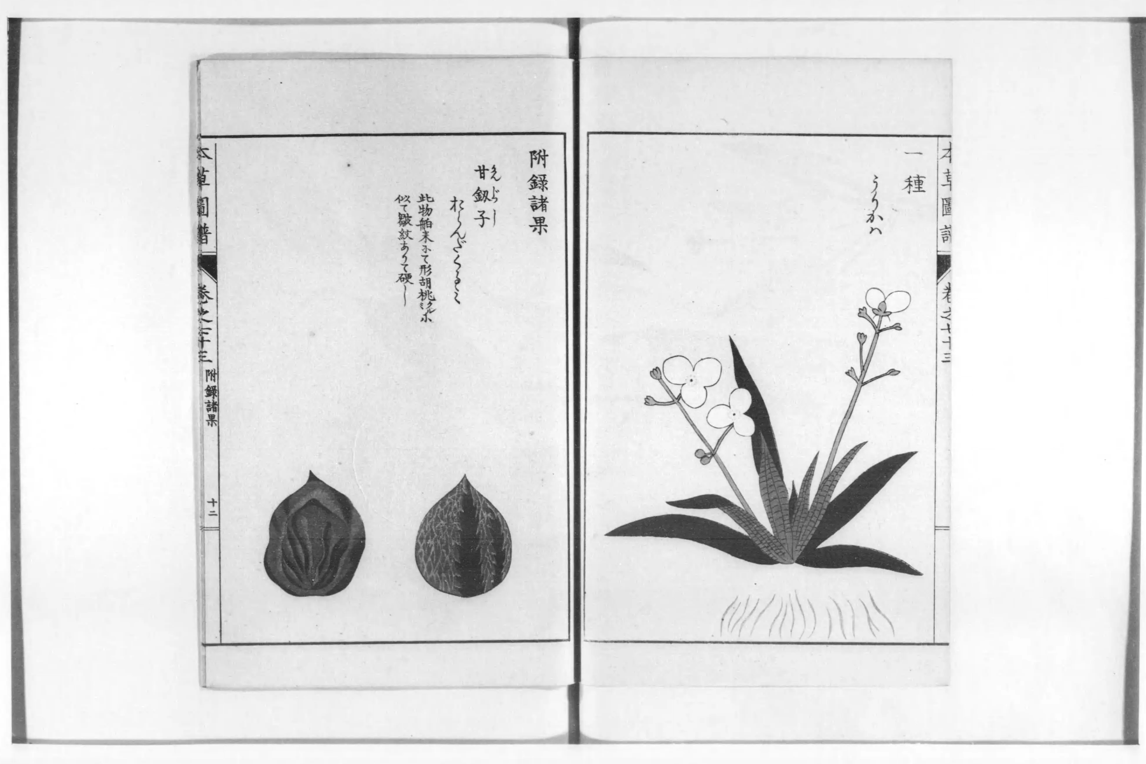 本草図譜- Next Digital Library 本草図譜- Next Digital Library