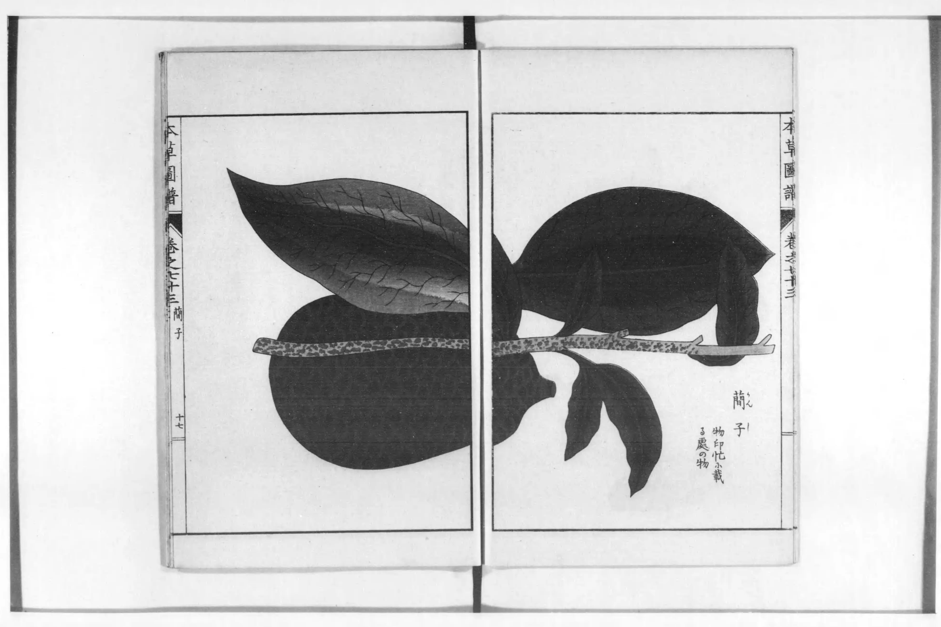 本草図譜- Next Digital Library 本草図譜- Next Digital Library