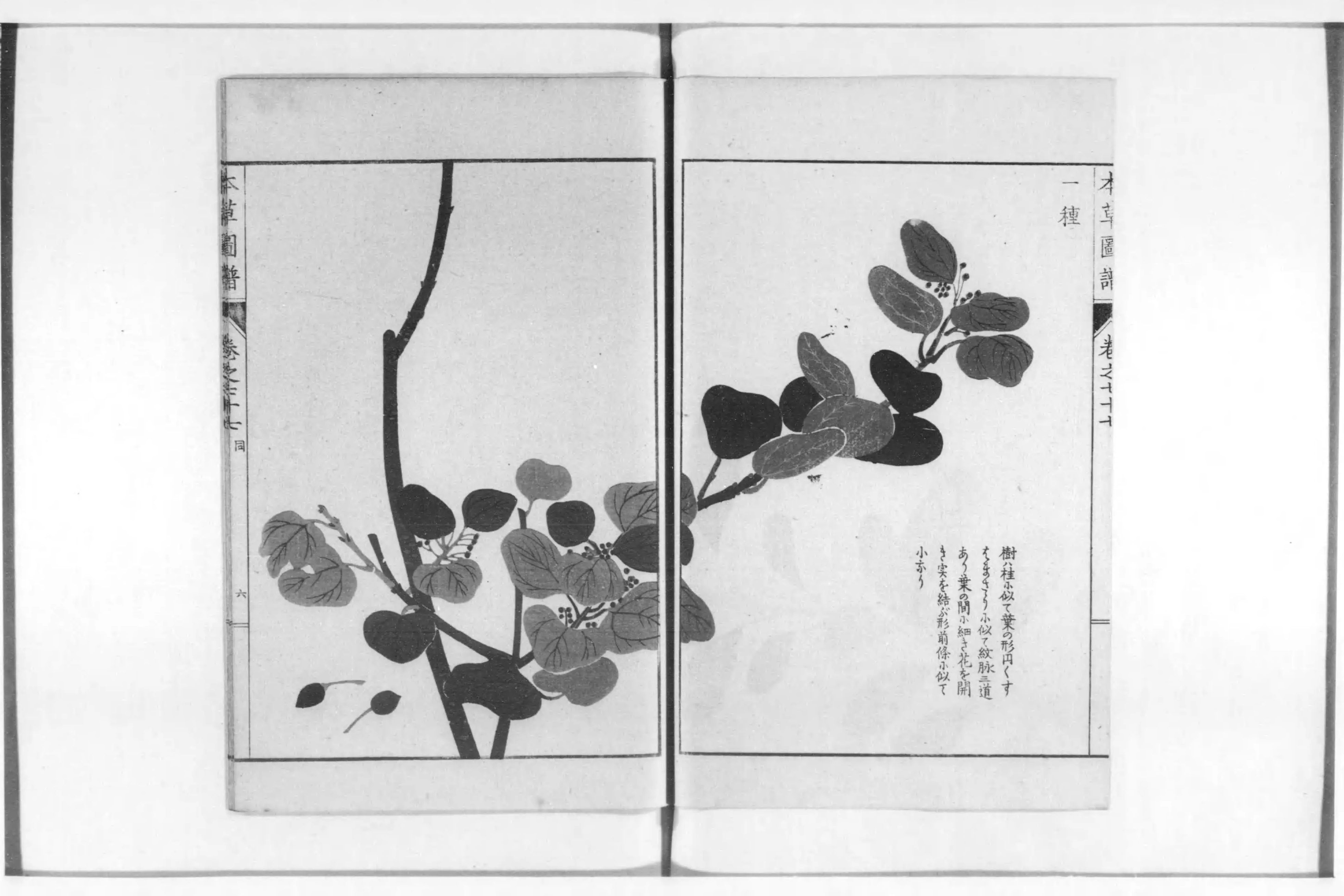 本草図譜 - Next Digital Library 本草図譜 - Next Digital Library