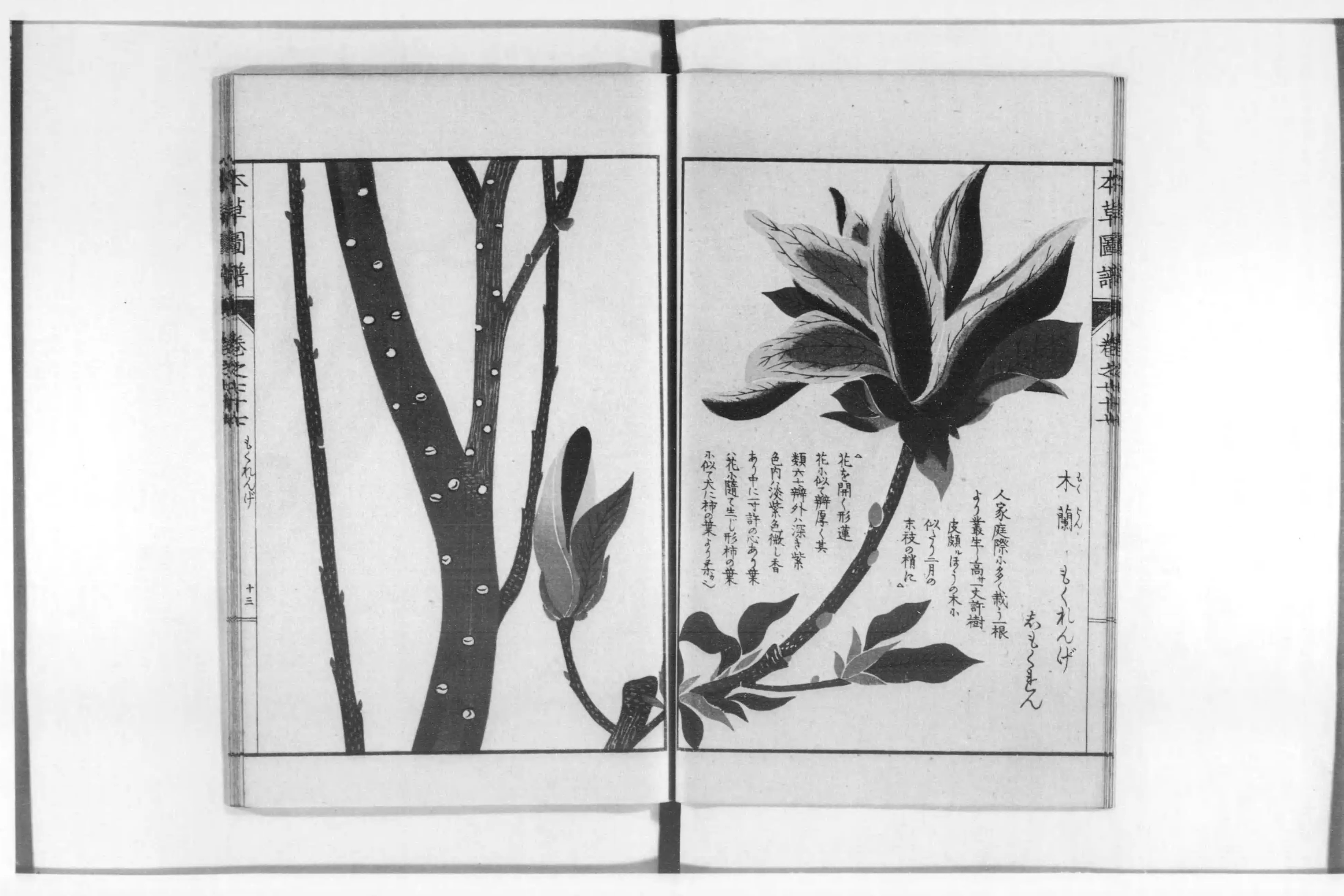 本草図譜 - Next Digital Library 本草図譜 - Next Digital Library