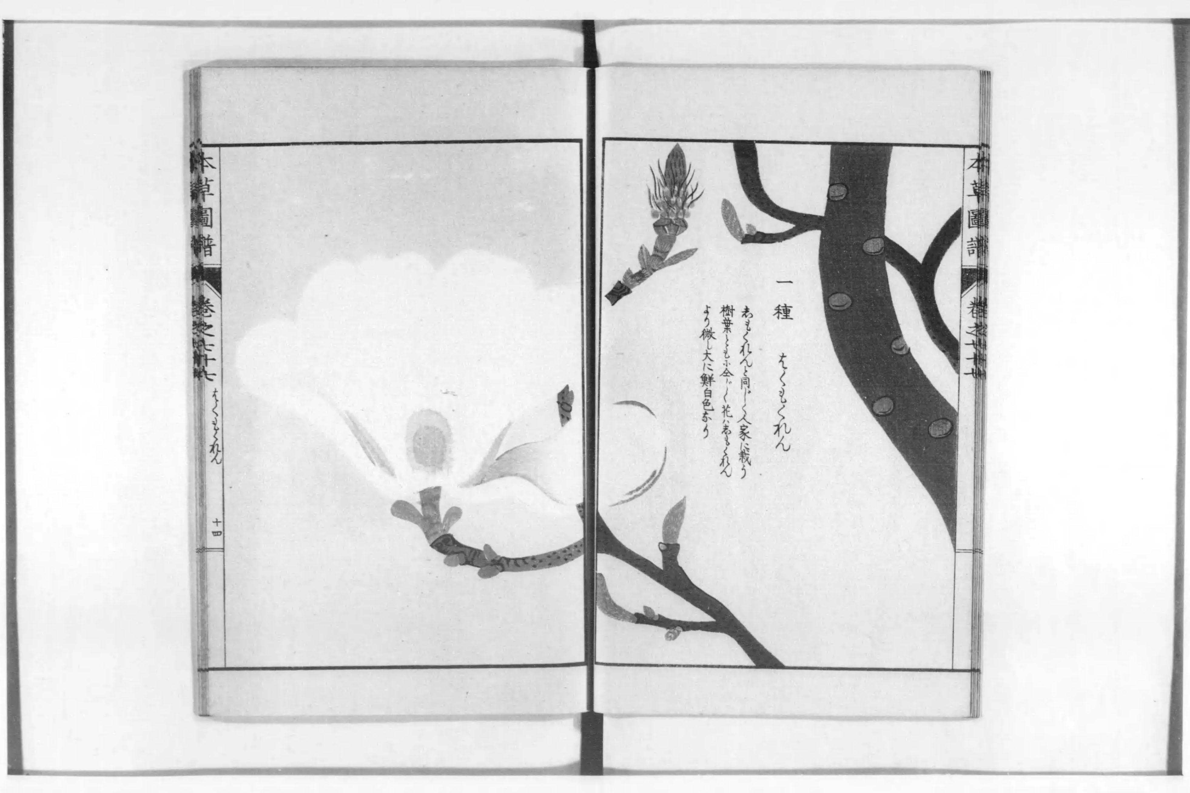 本草図譜 - Next Digital Library 本草図譜 - Next Digital Library