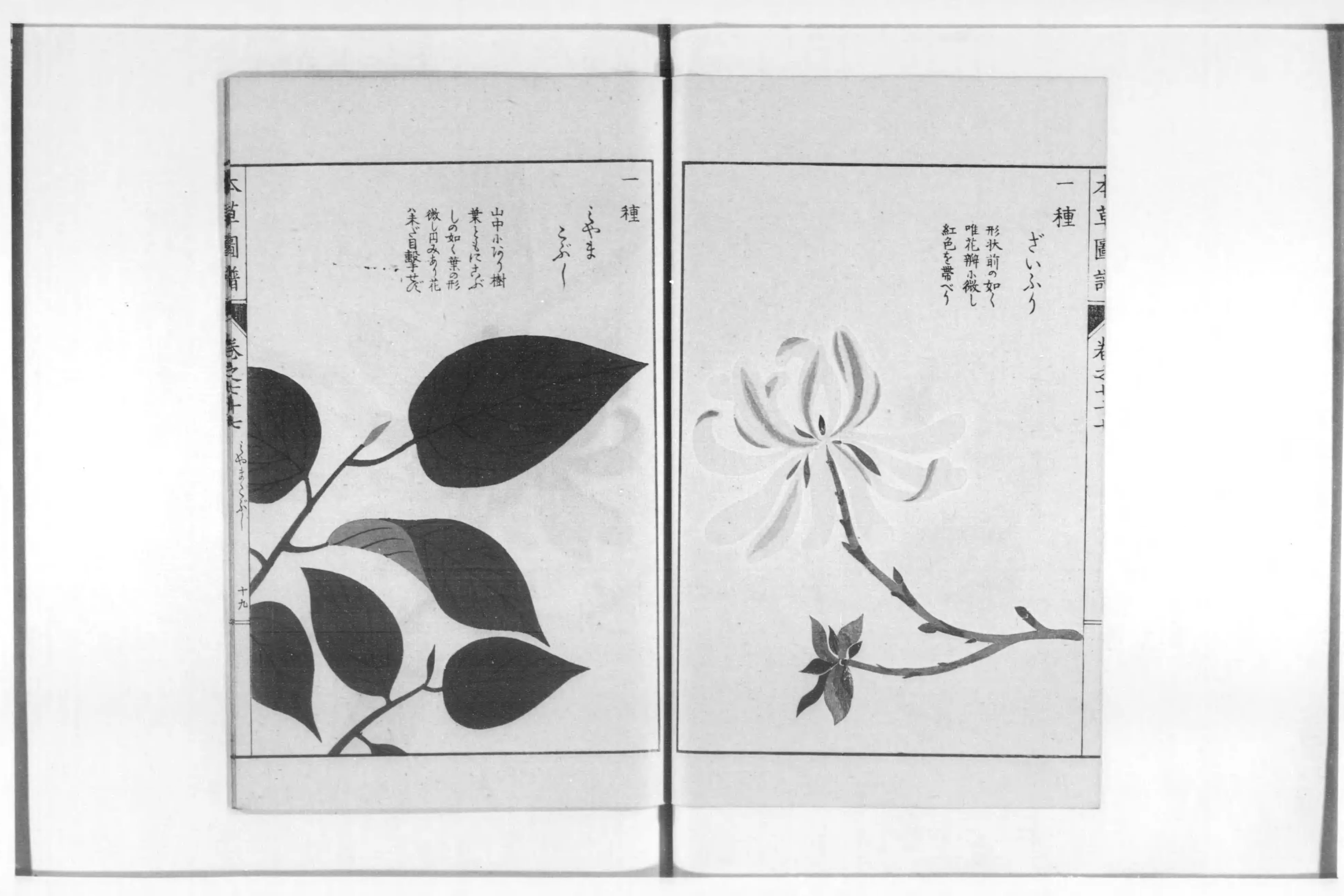 本草図譜 - Next Digital Library 本草図譜 - Next Digital Library