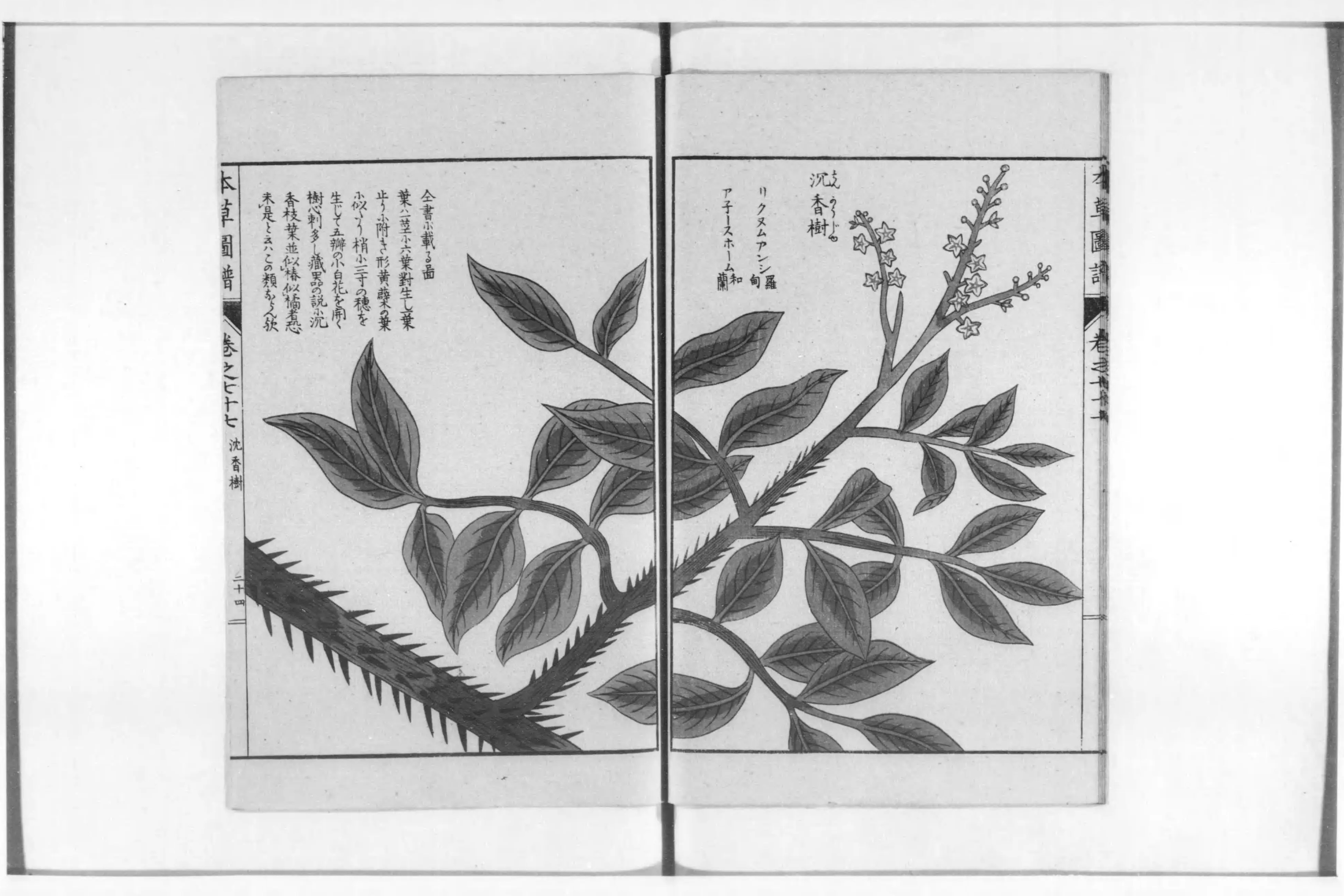 本草図譜 - Next Digital Library 本草図譜 - Next Digital Library