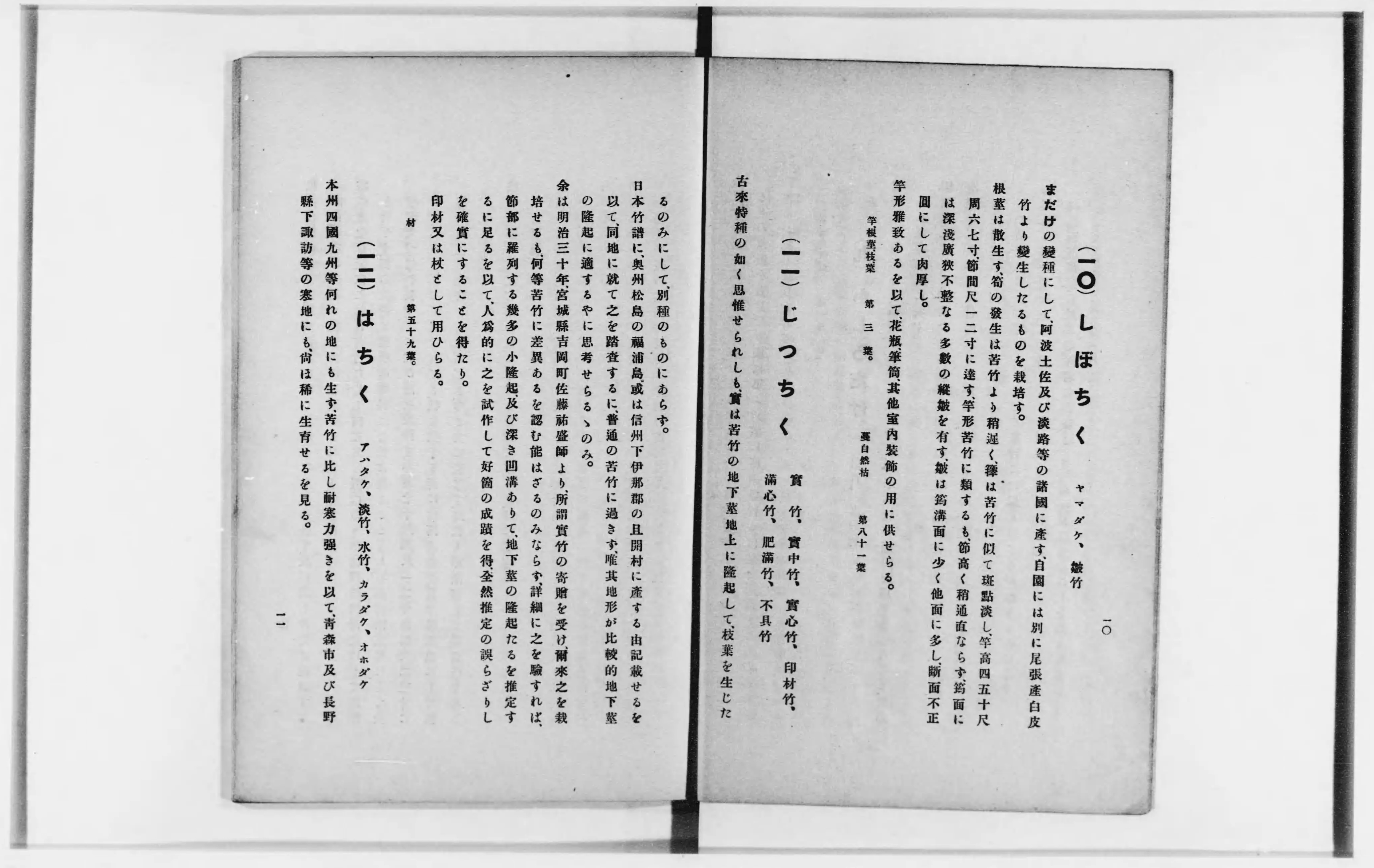 坪井竹類図譜 - Next Digital Library