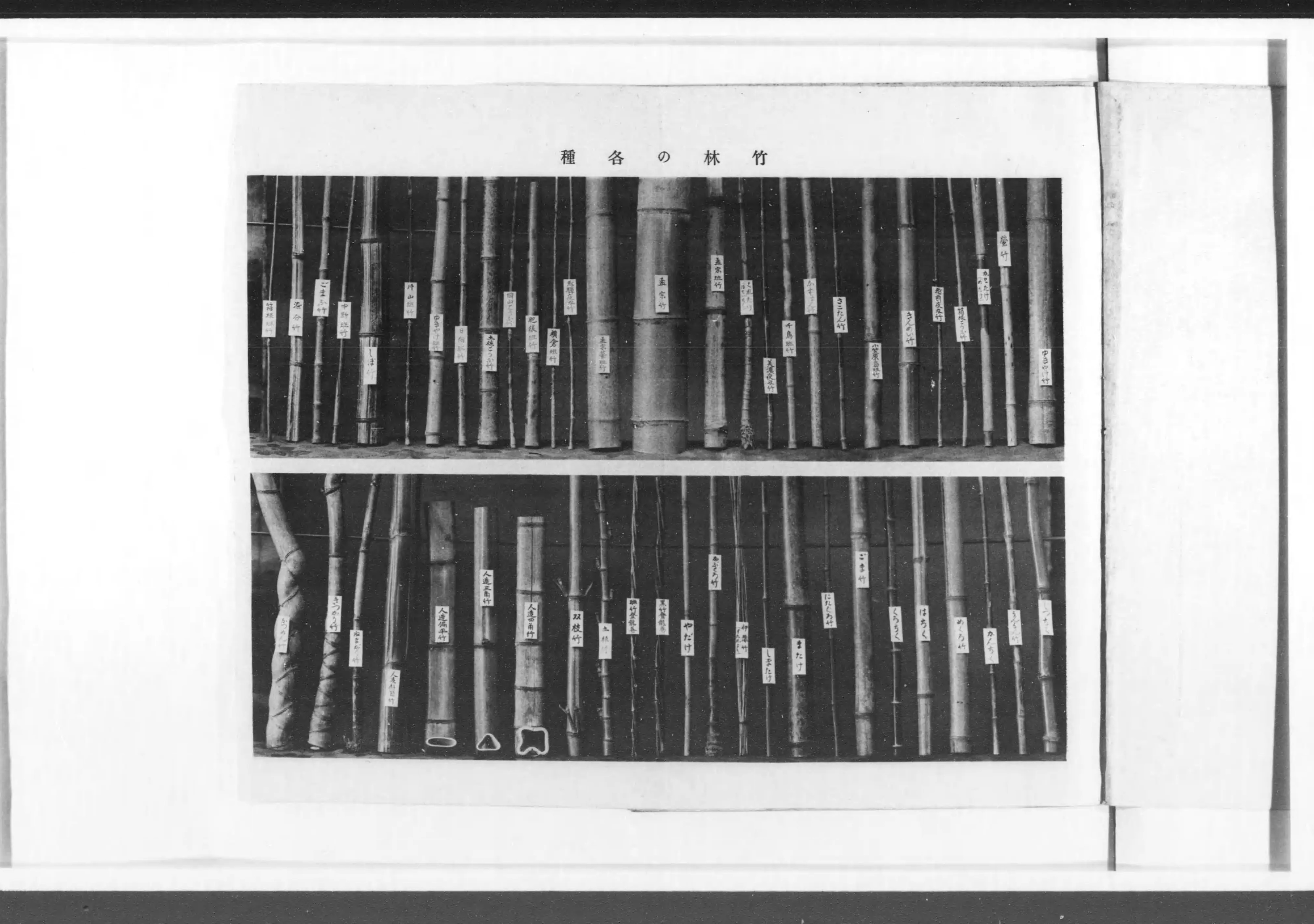 実験竹林造成法 - Next Digital Library