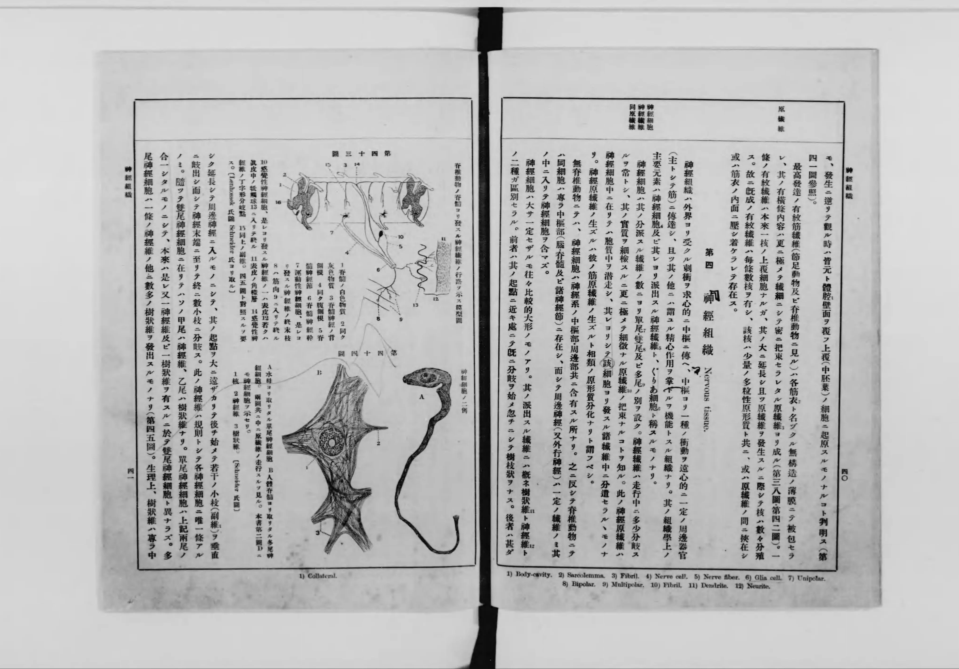 動物学提要(飯島魁 編) / 杉本梁江堂 / 古本、中古本、古書籍の